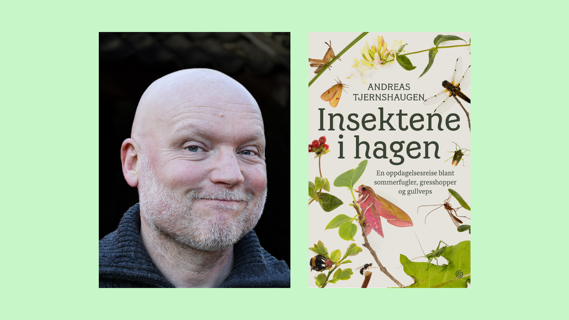 Påfyll: Insektene i hagen med Andreas Tjernshaugen
