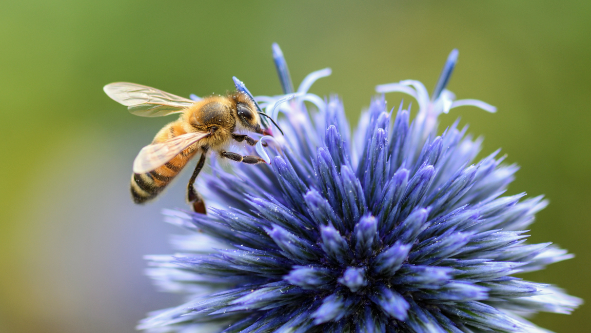 Foto av en søt liten bie som gomler på deilig nektar fra en kornblomst, grønn bakgrunn